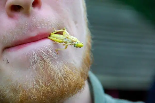 Grille sitzt auf der Lippe eines Mannes