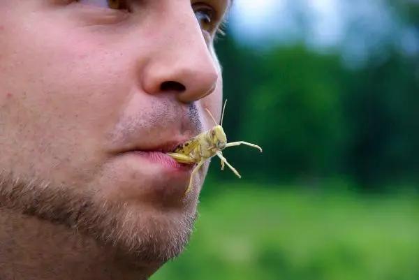 Grille sitzt auf der Lippe eines Mannes im Freien