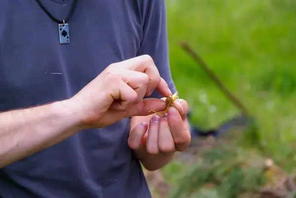 Hände formen eine kleine Konstruktion aus Pflanzenmaterial