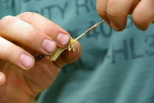 Hände formen eine kleine Struktur aus Pflanzenmaterial