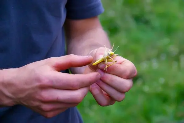 Hände halten eine grüne Heuschrecke in einem grünen Umfeld
