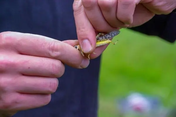 Hände halten eine Heuschrecke zum näheren Betrachten