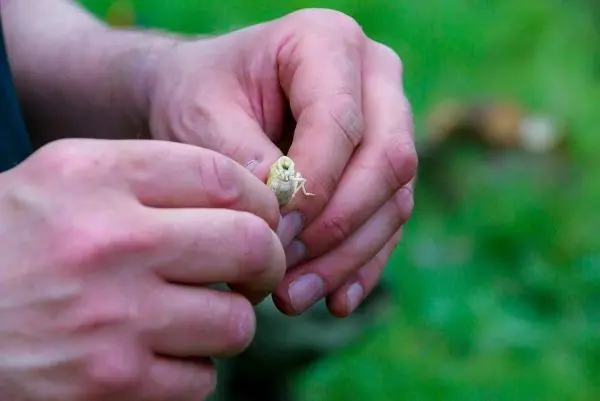 Hände halten eine kleine, lebende Kreatur im Freien