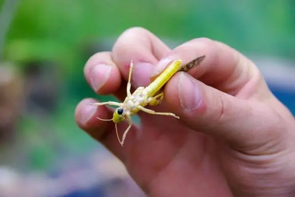 Händed halten eine gelbe Heuschrecke mit langen Antennen