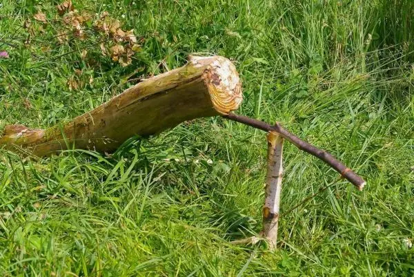 Holzstück steht auf dem Gras mit einem weiteren Stock