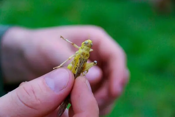 Person hält eine gelbe Heuschrecke in der Hand