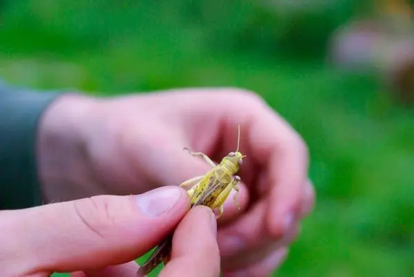 Person hält eine grüne Heuschrecke in der Hand