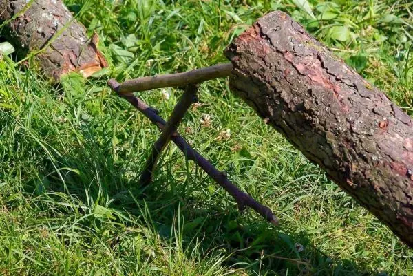 Zwei Äste stützen einen dicken Baumstamm auf dem Gras