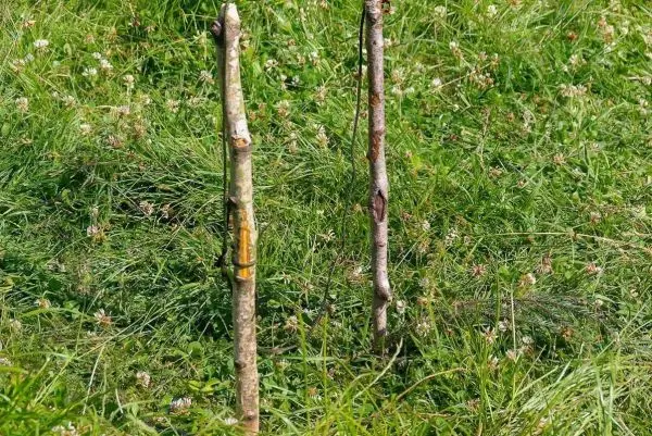 Zwei aufrechte Äste mit einer Schnur verbunden im Gras