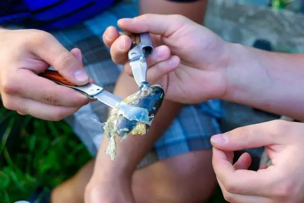 Zwei Hände halten einen Fisch mit zwei Messern zum Ausnehmen