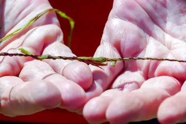 Zwei Hände halten einen geflochtenen Pflanzenstrang