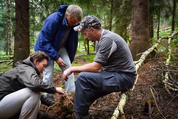 Drei Personen arbeiten im Wald an einer Holzstruktur