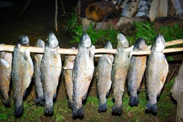 Fische hängen zum Trocknen an einem Holzstock