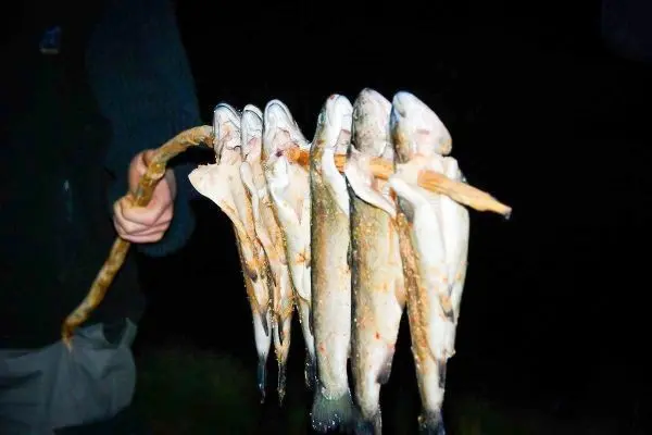 Fünf gefangene Fische hängen an einem Stock, der von einer Hand gehalten wird