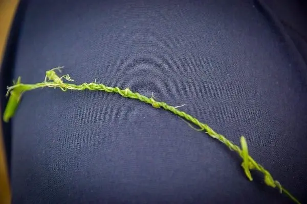 Grüne, gedrehte Pflanze liegt auf schwarzem Stoff
