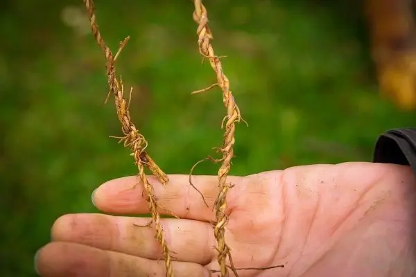 Hand hält geflochtene Schnur aus Pflanzenfasern