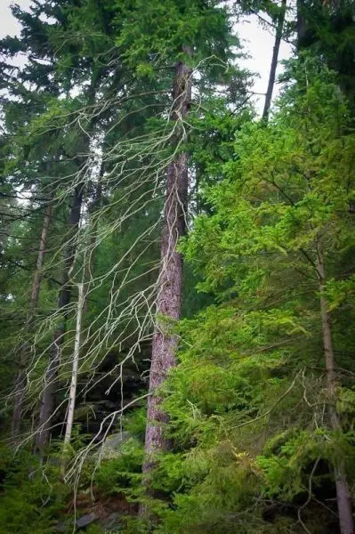 Hohe Bäume mit grünen Nadeln und kahlen Ästen im Wald