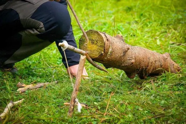 Person befestigt einen Stock an einem Baumstamm