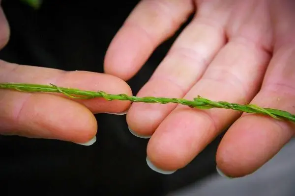 Person hält einen geflochtenen Grashalm zwischen den Fingern