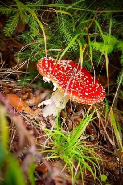 Roter Fliegenpilz wächst zwischen Gras und Blättern