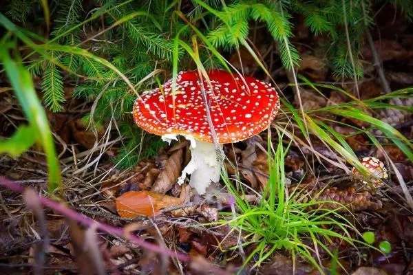 Roter Fliegenpilz wächst zwischen Gras und Laub