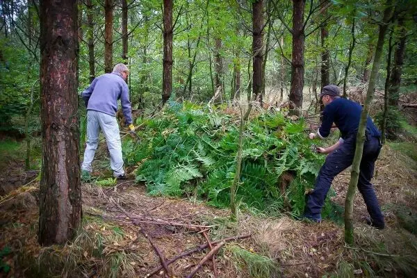 Zwei Personen bauen eine Tarp-Notunterkunft aus Farnen im Wald