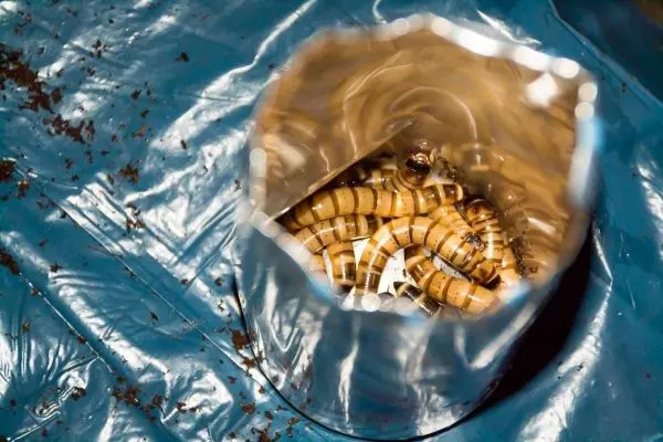 Behälter mit Larven auf blauer Plane