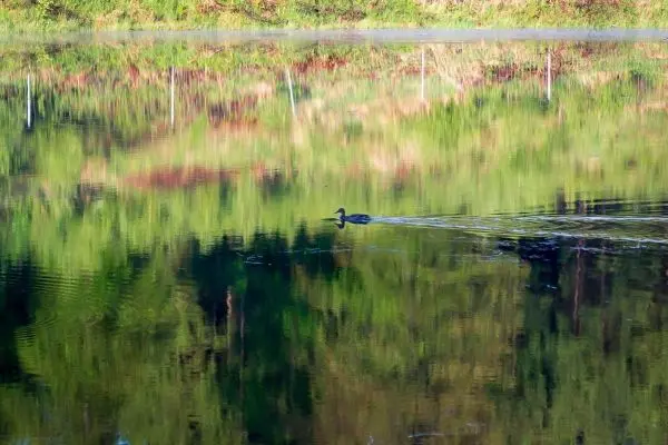Enten schwimmen auf einem ruhigen Gewässer mit Spiegelung der Umgebung