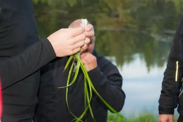 Grüne Pflanzen werden in der Hand gehalten, im Hintergrund ist Wasser sichtbar