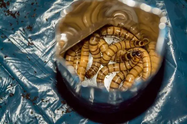 Larven in einem transparenten Behälter auf blauer Unterlage