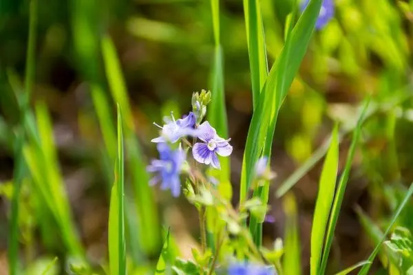 Lila Blüten wachsen zwischen grünen Gräsern