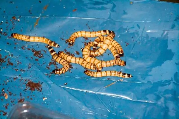 Mehrere orangefarbene Larven liegen auf einer blauen Unterlage