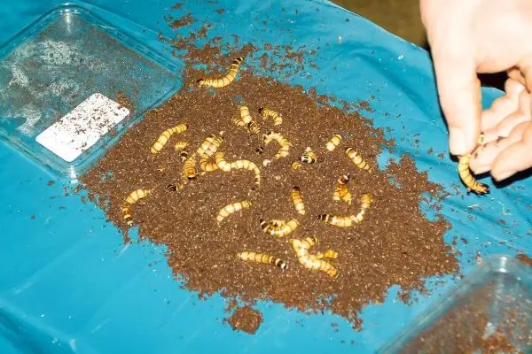 Person hält eine Larve über einem Haufen von Larven und Erde