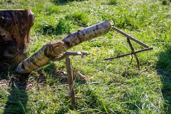 Schlagfalle (Figure-Four) aus Ästen auf dem Boden