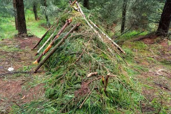 Selbstgebaute Tarp-Notunterkunft aus Ästen und Zweigen im Wald