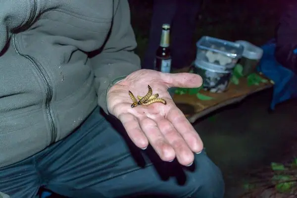 Zwei Insekten liegen auf einer Handfläche, im Hintergrund eine Bierflasche und Behälter