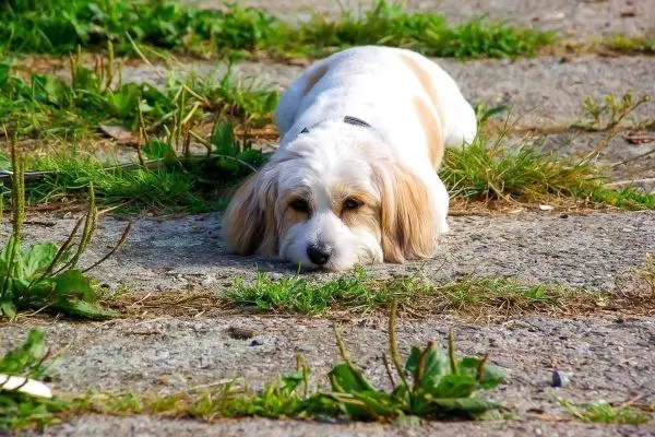 Hund liegt entspannt auf einem gepflasterten Boden zwischen Gras