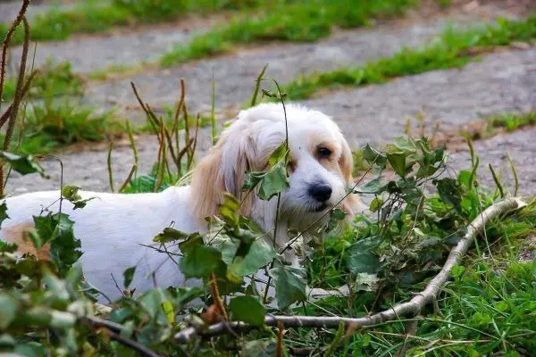 Hund liegt im Gras und zwischen Ästen und Blättern