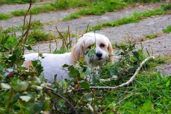 Hund liegt zwischen Ästen und Gras auf einem Weg