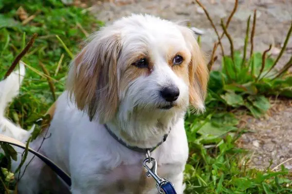 Hund sitzt auf grünem Gras mit Leine