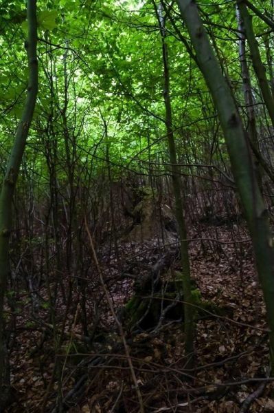 Dichte Baum- und Strauchvegetation mit grünem Blätterdach und Laub am Boden