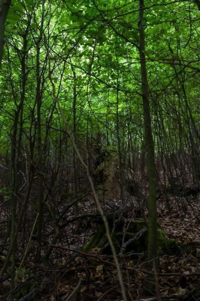 Dichte Baumvegetation mit grünen Blättern und trockenem Laub am Boden
