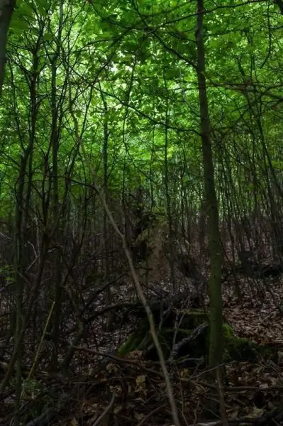 Dichte Baumvegetation mit grünen Blättern und trockenem Laub am Boden
