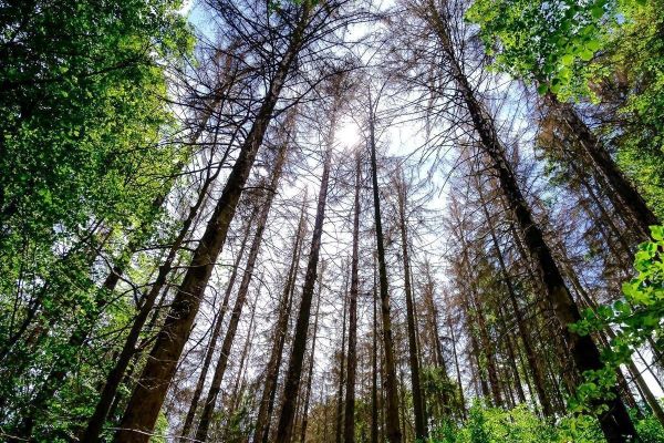 Hohe, kahle Baumstämme ragen in den Himmel, umgeben von grünem Laub