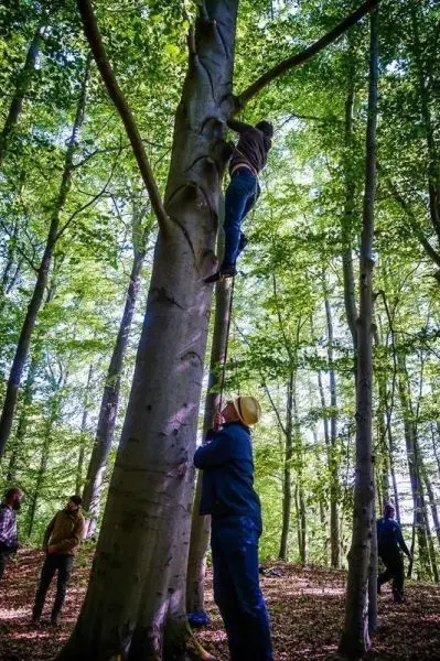 Kletterer nutzt Baumstamm zur Seilquerung, andere Personen beobachten im Wald