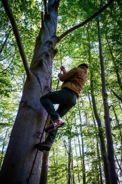 Klettert an einem Baumstamm mit Seilunterstützung nach oben