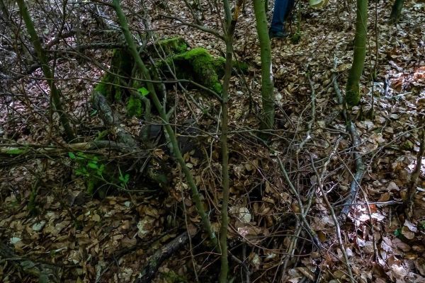 Laub und Äste bedecken den Boden im Wald, ein Baumstumpf ist sichtbar