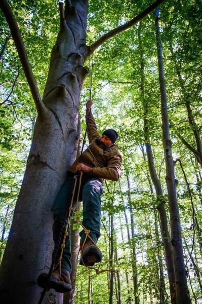Mann klettert mit Seil an einem Baumstamm hoch