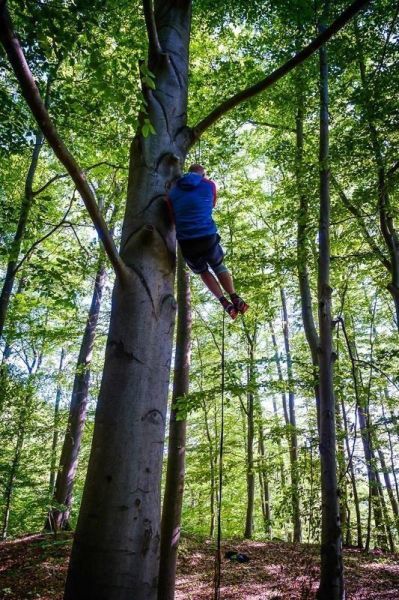 Person klettert an einem Baum mit Seil im Wald hoch