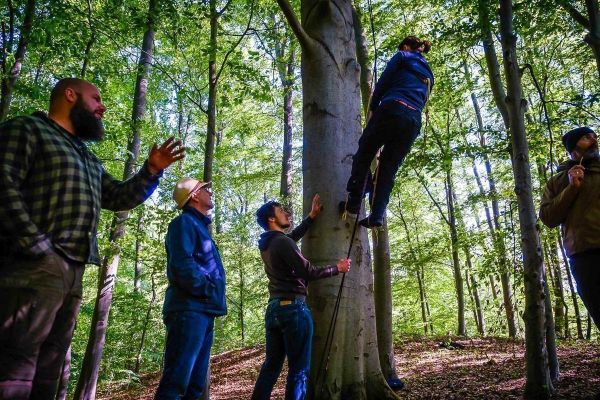 Person klettert mit Seil an Baumstamm hoch, andere beobachten aufmerksam
